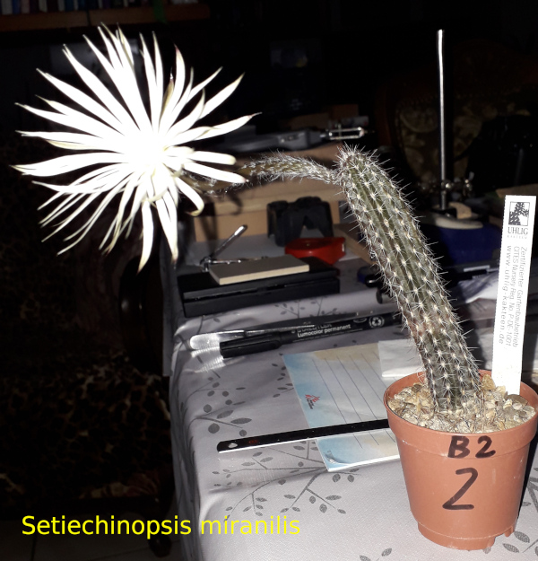 Setiechinopsis mirabilis fleur_03-2024.jpg