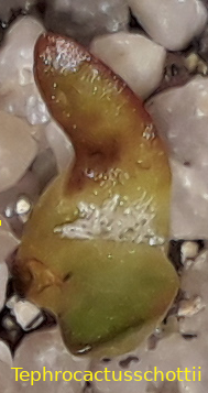Tephrocactus schottii.png